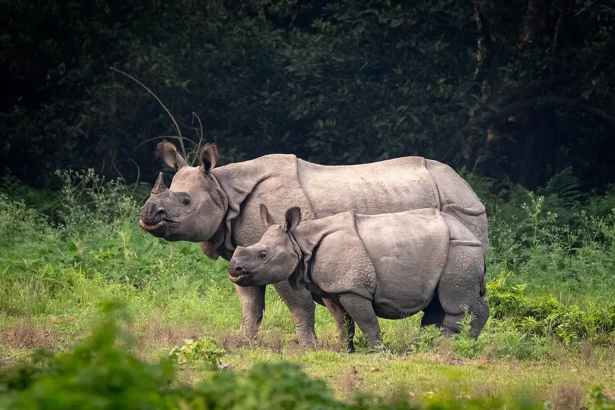 Wildlife Safari in Chitwan National Park
